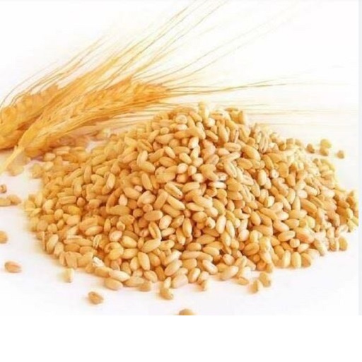 Organic Wheat