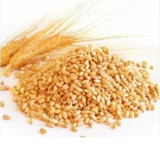 Organic Wheat