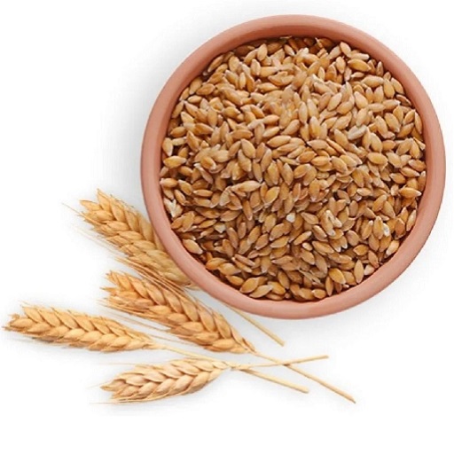 Organic Wheat