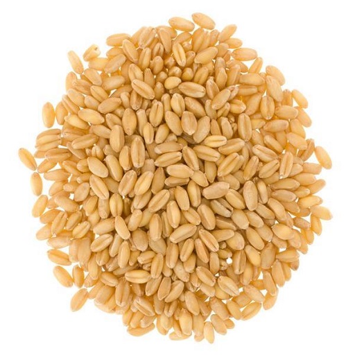 Organic Wheat