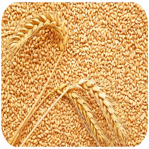 Organic Wheat