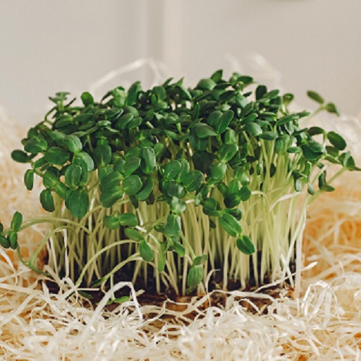 Organic Fenugreek Microgreens