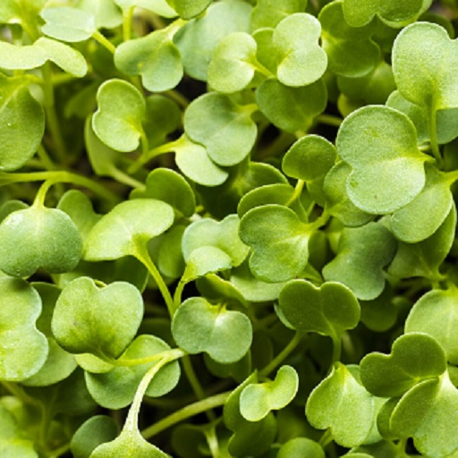 Organic Mustard Microgreens