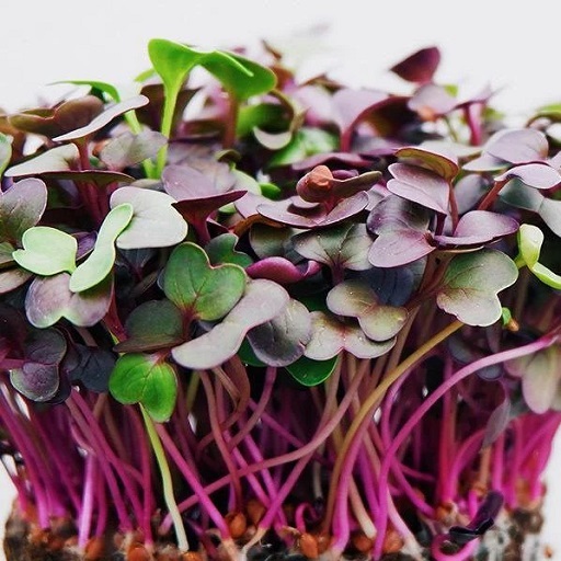 Organic Radish Microgreens