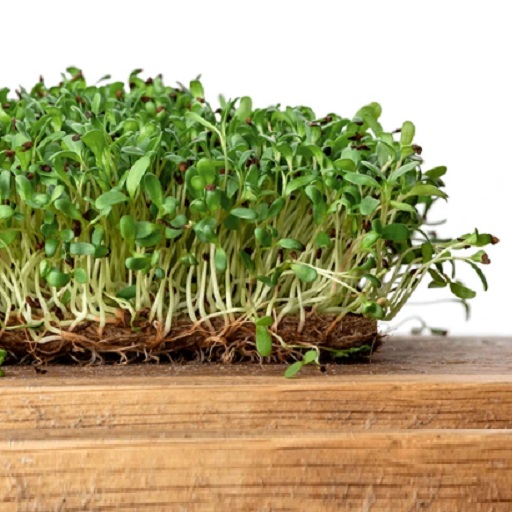 Organic Alfalfa Microgreens