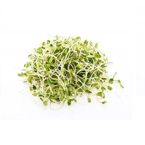 Organic Bean Sprouts