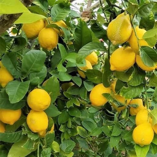 Organic Lemon