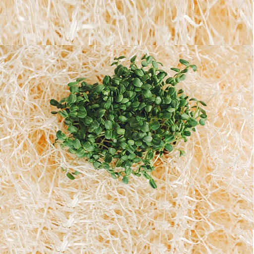 Organic Broccoli Microgreens