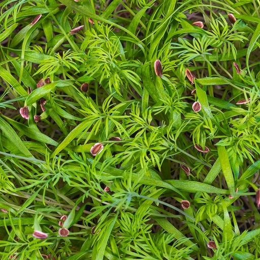 Organic Dill Microgreens