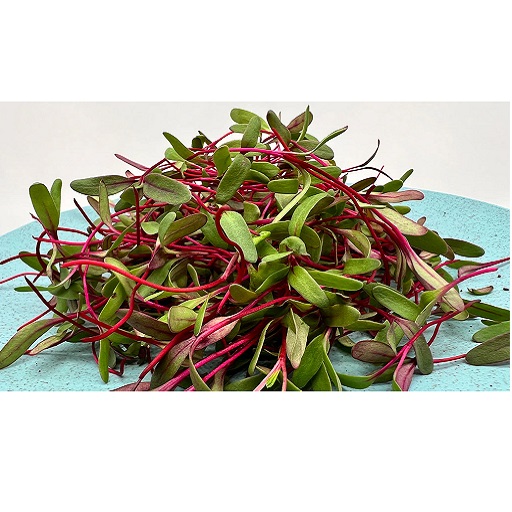 Organic Beetroot Microgreens