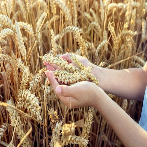 Organic Wheat