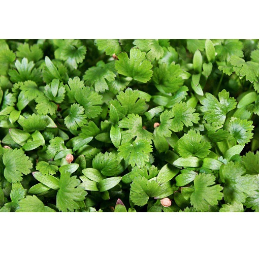 Organic Coriander Microgreens