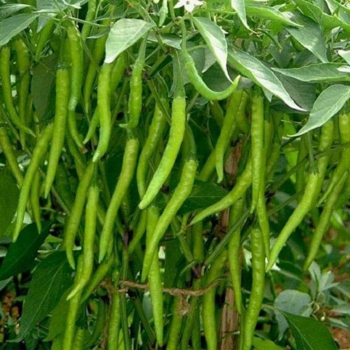 Organic Green Chilly