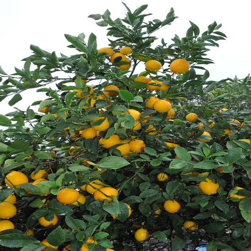 Organic Lemons