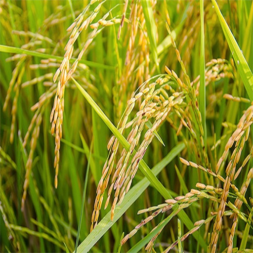 Organic  paddy