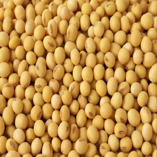 Organic Soybean