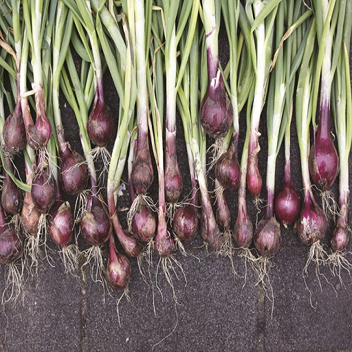 Organic Onion