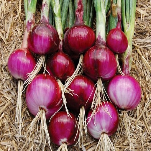 Organic Onions