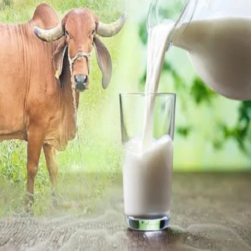 Organic Milk