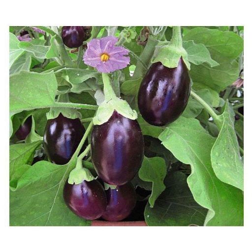 Organic Brinjal