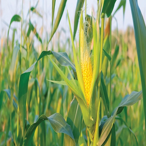 Organic Sweet Corn