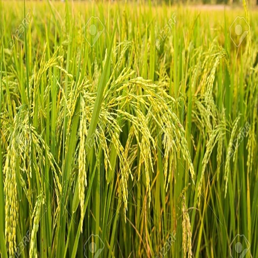 Organic Paddy