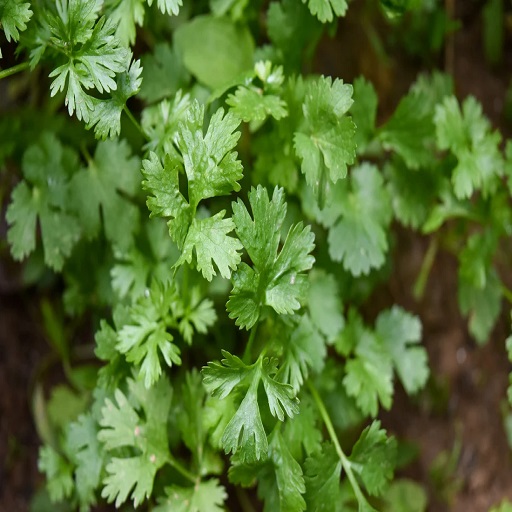 Organic Coriander