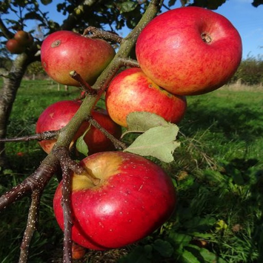 Organic Apples