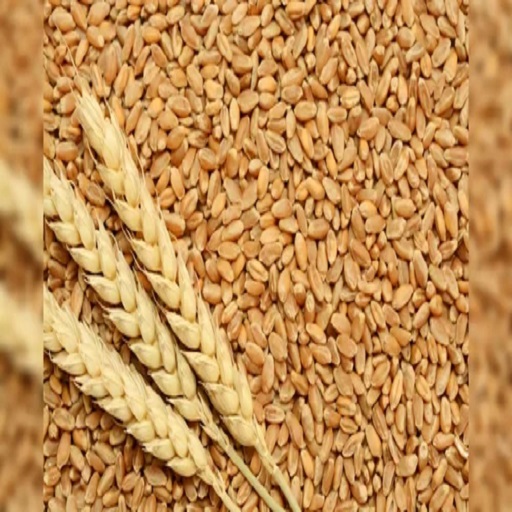 Organic Wheat