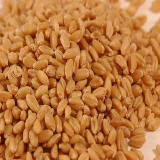 Organic Wheat