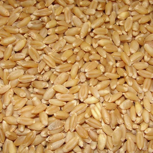 Organic Wheat