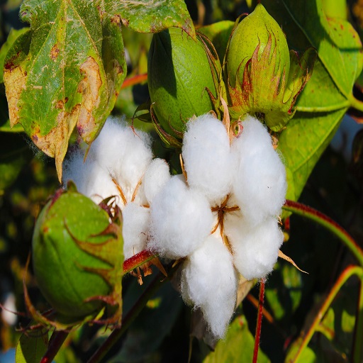 Organic Cotton