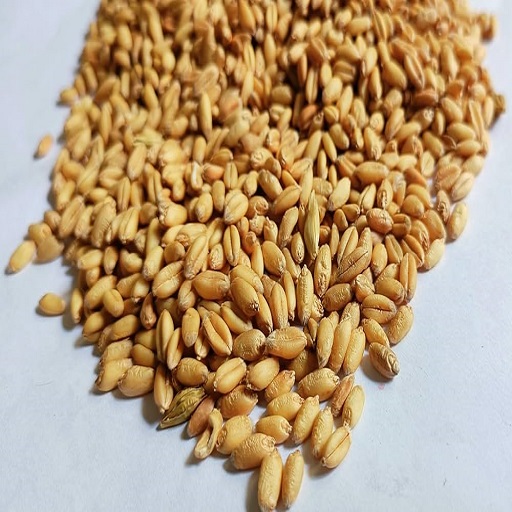 Organic Wheat