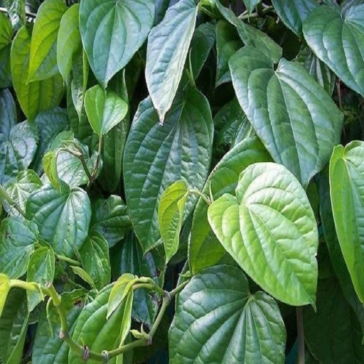 Organic Betel Leaves (Pan Leaves)