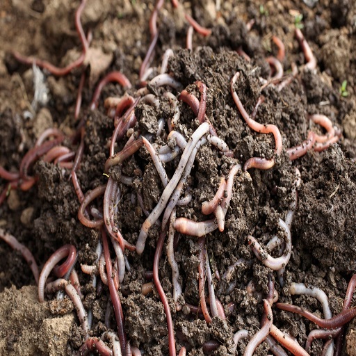 Organic Vermicompost