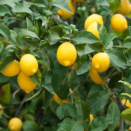 Organic Citrus Plants