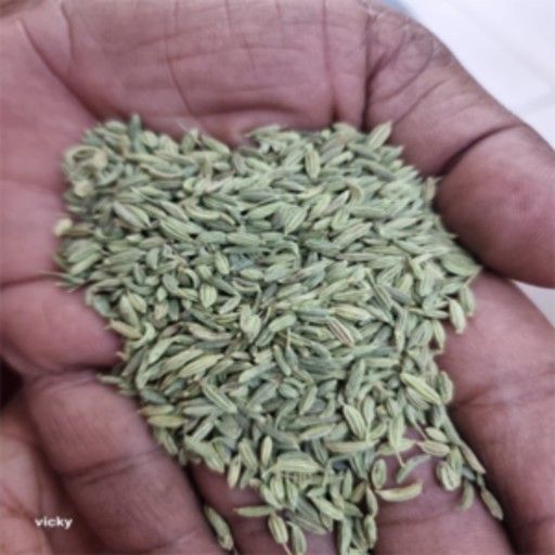 organic fennel (variyali)