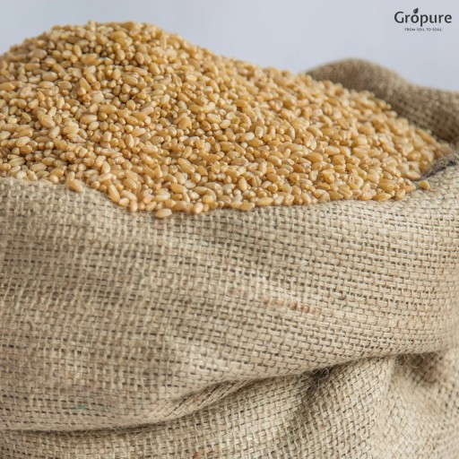 ORGANIC WHEAT SARBATI