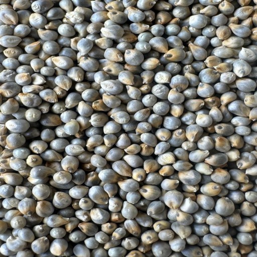 Organic Bajra Millet