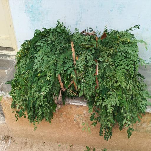 Organic Mooringa Leaves