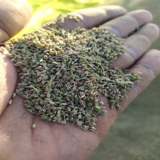 Gaudani hardik manibhai