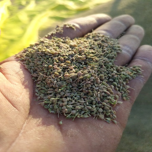 Gaudani hardik manibhai